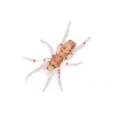 Силіконова приманка Perchik Tiny Spider 1.1